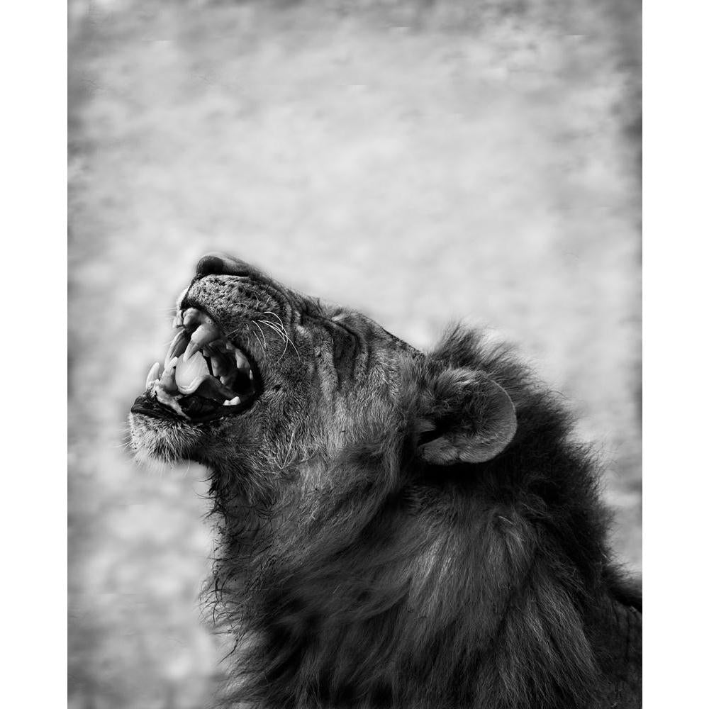 Image Of Lion Displaying Teeth Canvas Painting Synthetic Frame-Paintings MDF Framing-AFF_FR-IC 5002701 IC 5002701, African, Animals, Art and Paintings, Black, Black and White, Individuals, Nature, Portraits, Scenic, White, Wildlife, image, of, lion, displaying, teeth, canvas, painting, synthetic, frame, action, africa, aggressive, animal, art, artistic, behavior, big, and, carnivore, cat, dangerous, display, ferocious, fierce, fur, growl, hair, head, hostile, leo, male, mane, monochrome, mouth, national, no