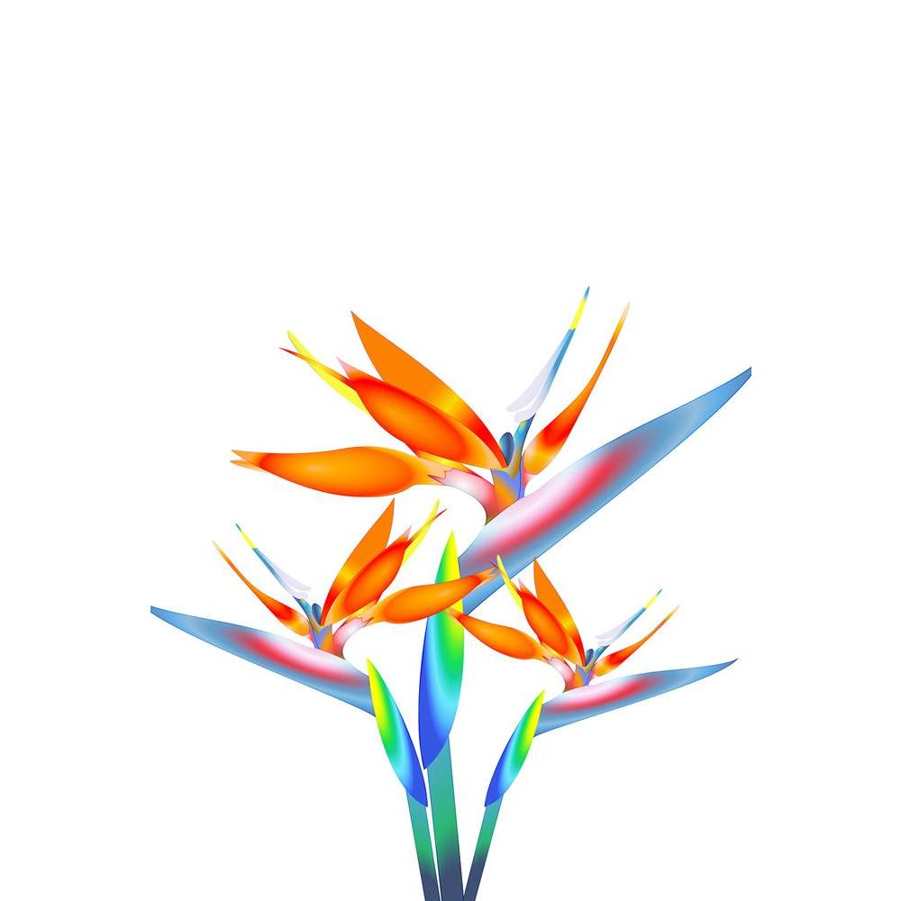 ArtzFolio Bird Of Paradise Flower D3 Unframed Paper Poster-Paper Posters Unframed-AZART21724063POS_UN_L-Image Code 5002710 Vishnu Image Folio Pvt Ltd, IC 5002710, ArtzFolio, Paper Posters Unframed, Floral, Photography, bird, of, paradise, flower, d3, unframed, paper, poster, wall, large, size, for, living, room, home, decoration, big, framed, decor, posters, pitaara, box, modern, art, with, frame, bedroom, amazonbasics, door, drawing, small, decorative, office, reception, multiple, friends, images, reprints