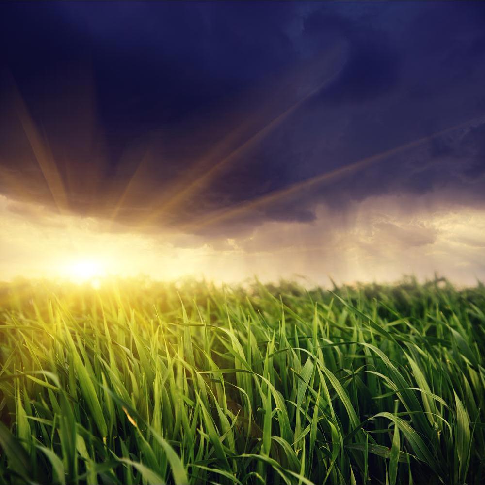 Dark Ominous Clouds Canvas Painting Synthetic Frame-Paintings MDF Framing-AFF_FR-IC 5002800 IC 5002800, Botanical, Culture, Ethnic, Floral, Flowers, Landscapes, Nature, Scenic, Seasons, Sunrises, Sunsets, Traditional, Tribal, Wildlife, World Culture, dark, ominous, clouds, canvas, painting, synthetic, frame, agriculture, autumn, beautiful, beauty, botany, climate, cloud, cornfield, countryside, cumulus, dawn, ecology, environment, field, flora, fresh, garden, grass, grow, heaven, idyllic, illumination, land