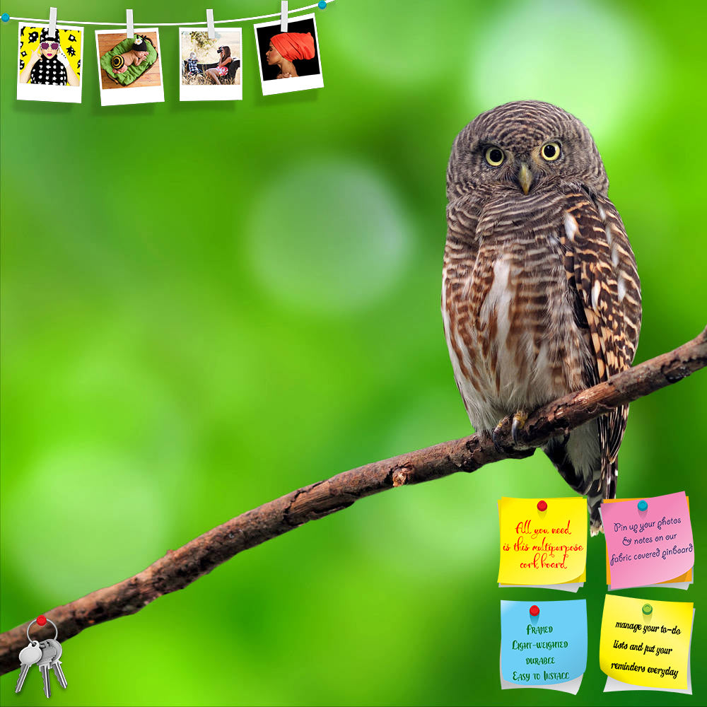 ArtzFolio Owl Printed Bulletin Board Notice Pin Board Soft Board | Frameless-Bulletin Boards Frameless-AZSAO23022767BLB_FL_L-Image Code 5002877 Vishnu Image Folio Pvt Ltd, IC 5002877, ArtzFolio, Bulletin Boards Frameless, Birds, Photography, owl, printed, bulletin, board, notice, pin, soft, frameless, asian, barred, owlet, glaucidium, cuculoides, species, true, barn, bird, flying, on, tree, canistering, cloistering, corticosteroid, fauna, little, ninox, scutulata, progesterone, related, scarps, scoopful, sc