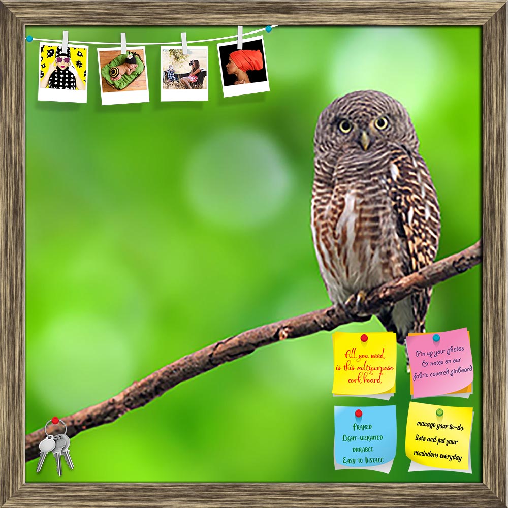 ArtzFolio Owl Printed Bulletin Board Notice Pin Board Soft Board | Framed-Bulletin Boards Framed-AZSAO23022767BLB_FR_L-Image Code 5002877 Vishnu Image Folio Pvt Ltd, IC 5002877, ArtzFolio, Bulletin Boards Framed, Birds, Photography, owl, printed, bulletin, board, notice, pin, soft, framed, asian, barred, owlet, glaucidium, cuculoides, species, true, barn, bird, flying, on, tree, canistering, cloistering, corticosteroid, fauna, little, ninox, scutulata, progesterone, related, scarps, scoopful, scoops, scopes
