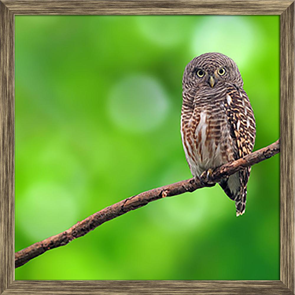 Pitaara Box Owl Canvas Painting Synthetic Frame-Paintings Synthetic Framing-PBART23022767AFF_FW_L-Image Code 5002877 Vishnu Image Folio Pvt Ltd, IC 5002877, Pitaara Box, Paintings Synthetic Framing, Birds, Photography, owl, canvas, painting, synthetic, frame, asian, barred, owlet, glaucidium, cuculoides, species, true, barn, bird, flying, on, tree, canistering, cloistering, corticosteroid, fauna, little, ninox, scutulata, progesterone, related, scarps, scoopful, scoops, scopes, scops-owl, scorpios, spousal,