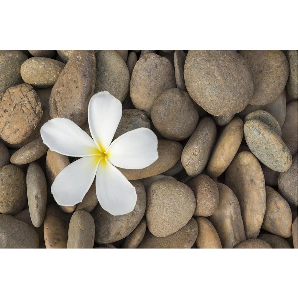 ArtzFolio Frangipani Unframed Paper Poster-Paper Posters Unframed-AZART23175564POS_UN_L-Image Code 5002888 Vishnu Image Folio Pvt Ltd, IC 5002888, ArtzFolio, Paper Posters Unframed, Floral, Photography, frangipani, unframed, paper, poster, wall, large, size, for, living, room, home, decoration, big, framed, decor, posters, pitaara, box, modern, art, with, frame, bedroom, amazonbasics, door, drawing, small, decorative, office, reception, multiple, friends, images, reprints, reprint, kids, bathroom, designer,