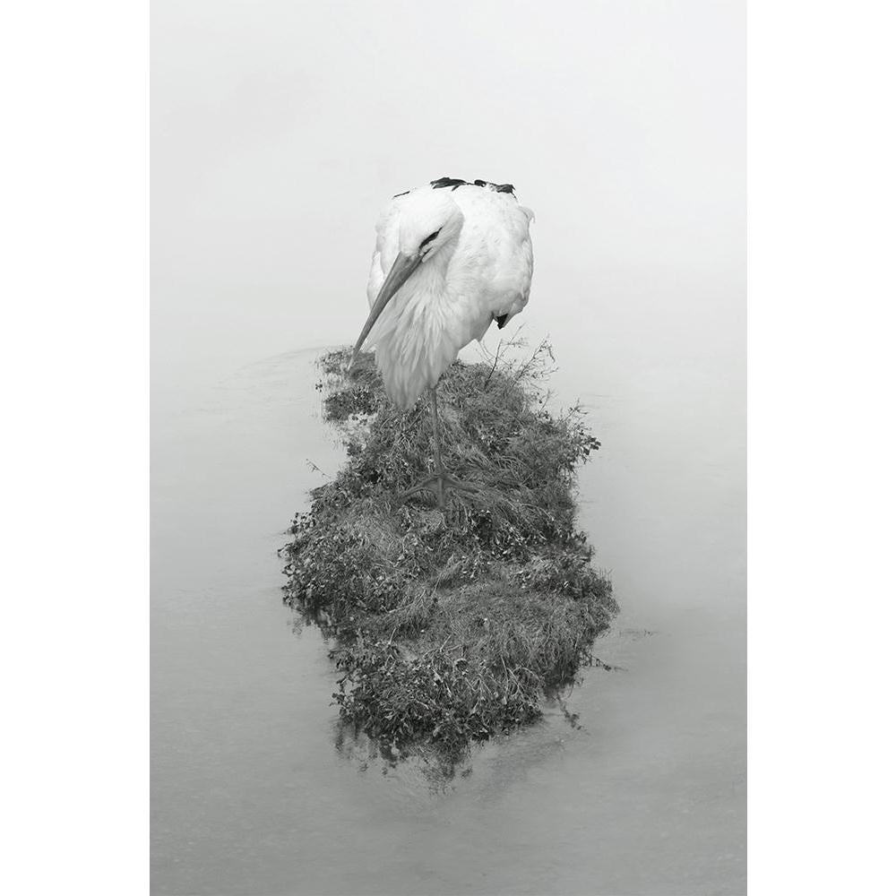 ArtzFolio Beautiful Aquatic Bird Crane Unframed Paper Poster-Paper Posters Unframed-AZART23287196POS_UN_L-Image Code 5002899 Vishnu Image Folio Pvt Ltd, IC 5002899, ArtzFolio, Paper Posters Unframed, Birds, Photography, beautiful, aquatic, bird, crane, unframed, paper, poster, wall, large, size, for, living, room, home, decoration, big, framed, decor, posters, pitaara, box, modern, art, with, frame, bedroom, amazonbasics, door, drawing, small, decorative, office, reception, multiple, friends, images, reprin