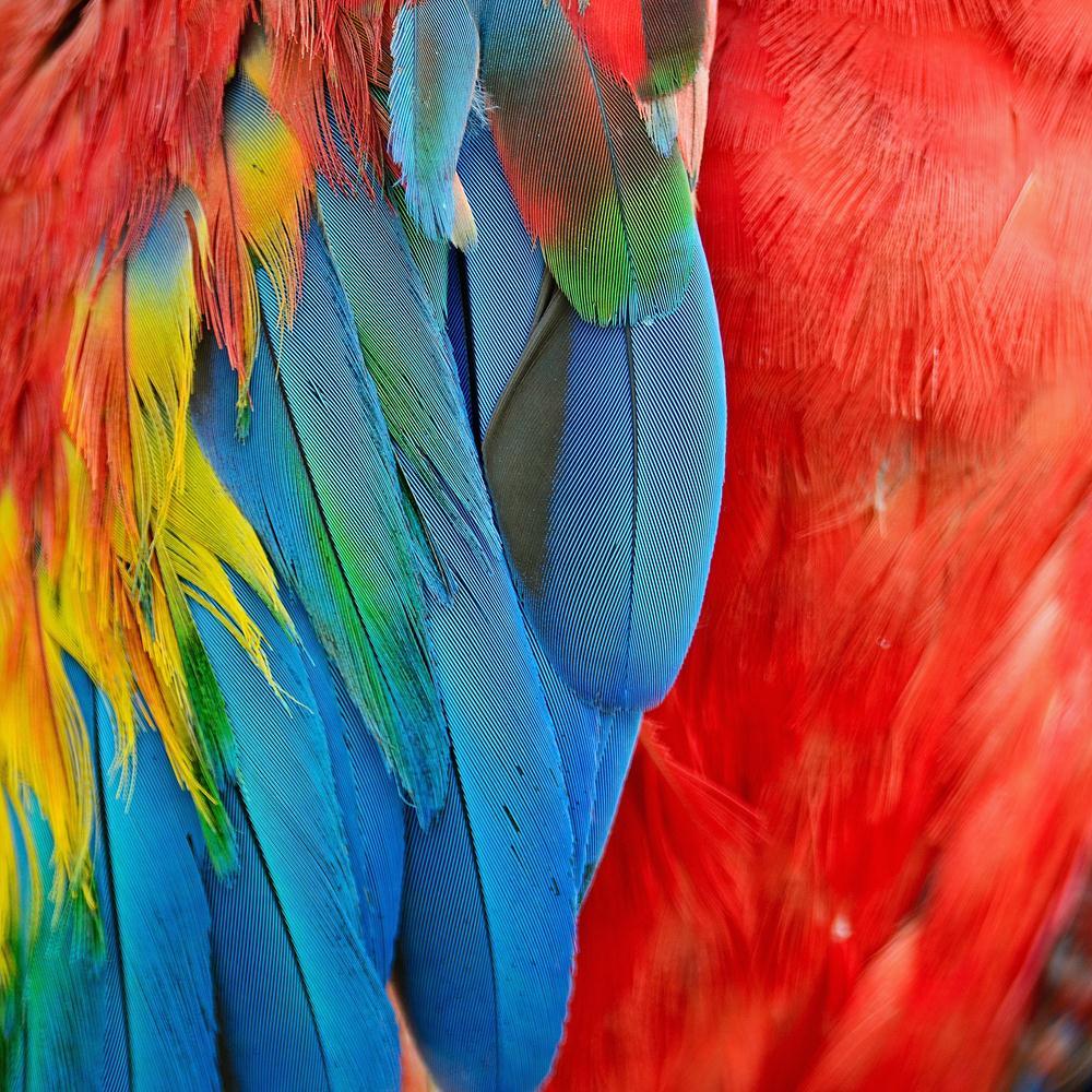 Scarlet Macaw Feathers Canvas Painting Synthetic Frame-Paintings MDF Framing-AFF_FR-IC 5002994 IC 5002994, Abstract Expressionism, Abstracts, Animals, Birds, Nature, Patterns, Scenic, Semi Abstract, Tropical, Wildlife, scarlet, macaw, feathers, canvas, painting, synthetic, frame, abstract, animal, avian, beautiful, bird, blue, bright, closeup, color, colorful, colourful, decoration, detail, exotic, feather, gold, green, jungle, multicolored, parrot, pattern, plumage, rainbow, red, texture, wild, yellow, art
