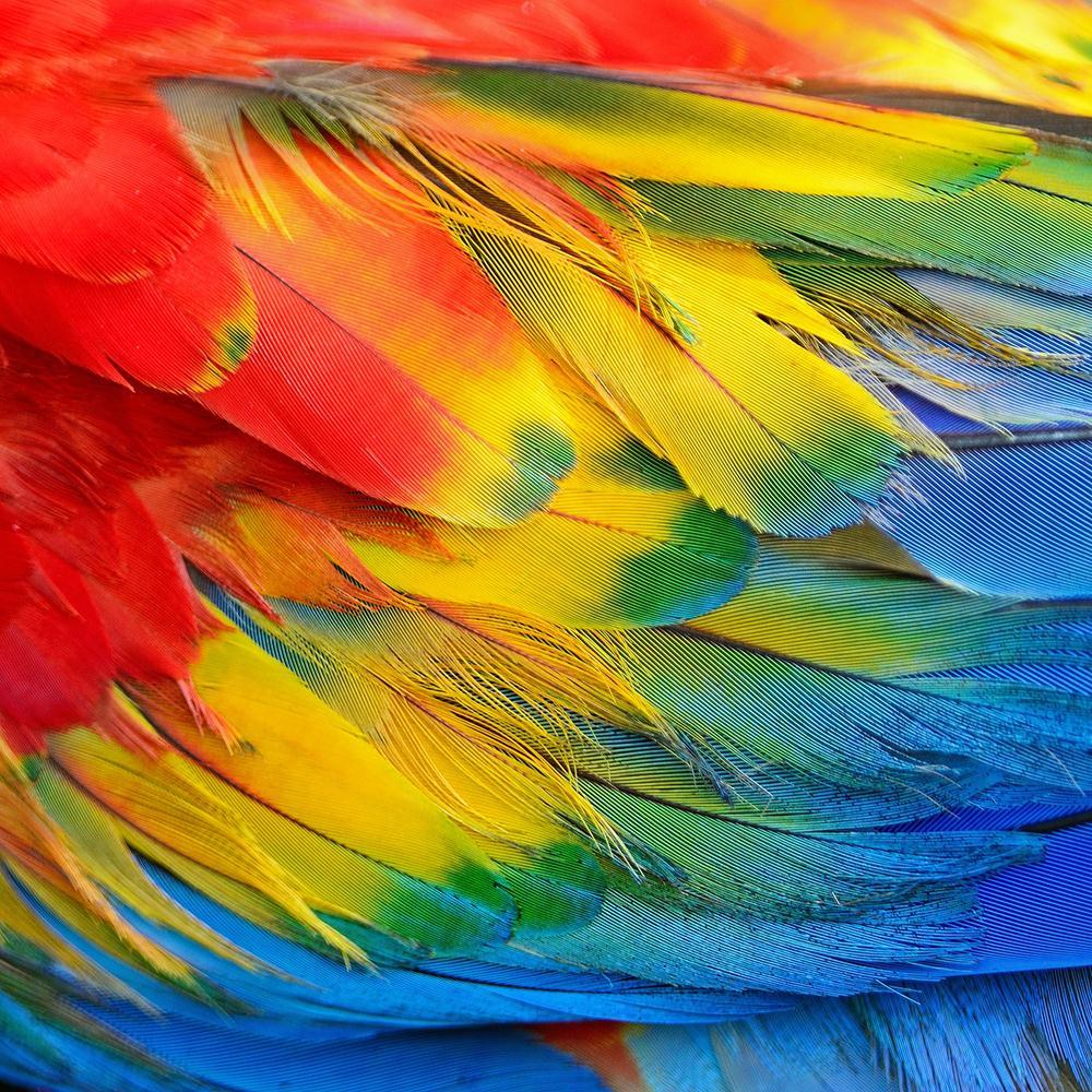Scarlet Macaw Feathers Canvas Painting Synthetic Frame-Paintings MDF Framing-AFF_FR-IC 5002995 IC 5002995, Abstract Expressionism, Abstracts, Animals, Birds, Nature, Patterns, Scenic, Semi Abstract, Tropical, Wildlife, scarlet, macaw, feathers, canvas, painting, synthetic, frame, abstract, animal, avian, beautiful, bird, blue, bright, closeup, color, colorful, colourful, decoration, detail, exotic, feather, gold, green, jungle, multicolored, parrot, pattern, plumage, rainbow, red, texture, wild, yellow, art