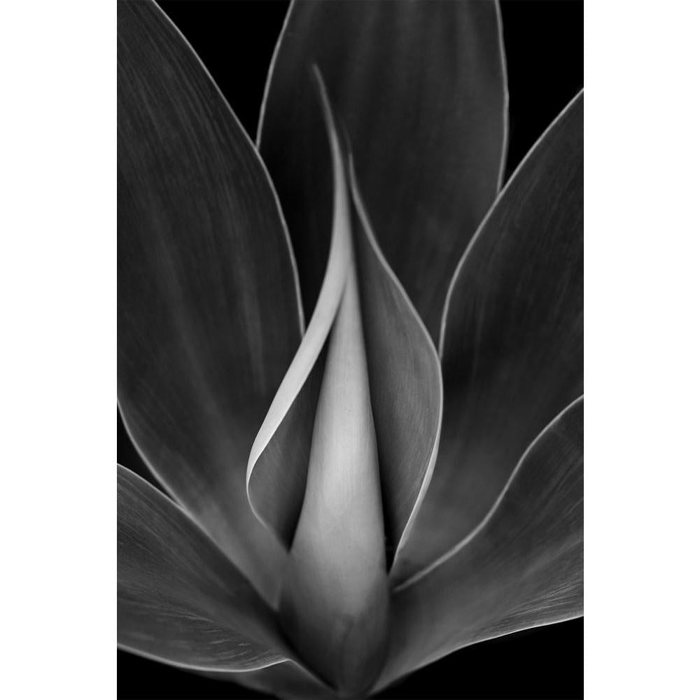 ArtzFolio Blue Agave Plant Unframed Paper Poster-Paper Posters Unframed-AZART24380132POS_UN_L-Image Code 5003027 Vishnu Image Folio Pvt Ltd, IC 5003027, ArtzFolio, Paper Posters Unframed, Floral, Photography, blue, agave, plant, unframed, paper, poster, wall, large, size, for, living, room, home, decoration, big, framed, decor, posters, pitaara, box, modern, art, with, frame, bedroom, amazonbasics, door, drawing, small, decorative, office, reception, multiple, friends, images, reprints, reprint, kids, bathr