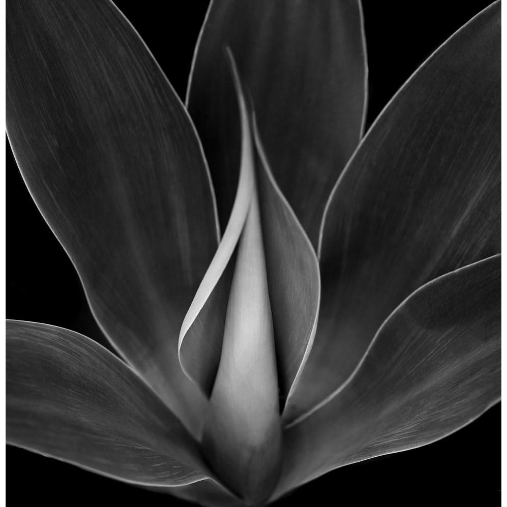 Blue Agave Plant Canvas Painting Synthetic Frame-Paintings MDF Framing-AFF_FR-IC 5003027 IC 5003027, Abstract Expressionism, Abstracts, American, Black, Black and White, Botanical, Floral, Flowers, Landscapes, Nature, Patterns, Scenic, Semi Abstract, White, blue, agave, plant, canvas, painting, synthetic, frame, abstract, america, background, beautiful, cactus, closeup, desert, detail, environment, flora, garden, green, landscape, leaf, leaves, lines, natural, new, outdoors, pattern, sea, shape, sky, summer