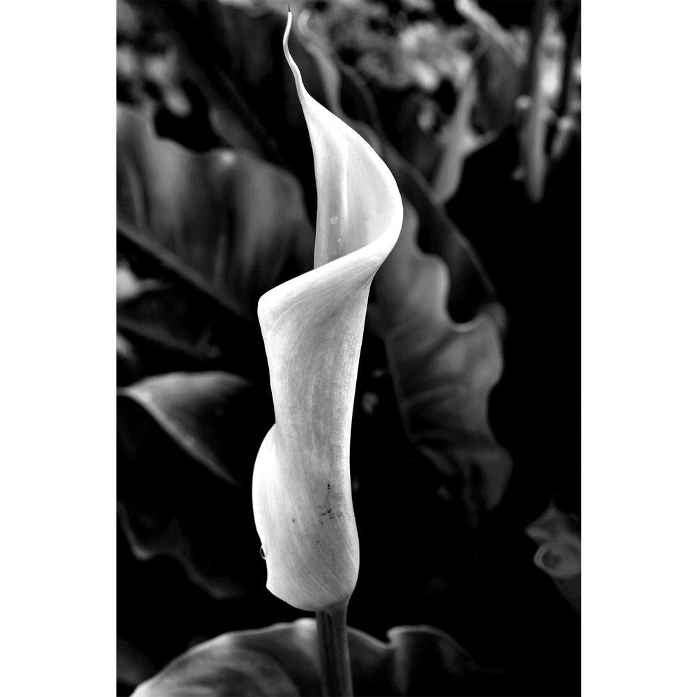 ArtzFolio Nature Flowers Unframed Paper Poster-Paper Posters Unframed-AZART24849807POS_UN_L-Image Code 5003109 Vishnu Image Folio Pvt Ltd, IC 5003109, ArtzFolio, Paper Posters Unframed, Floral, Photography, nature, flowers, unframed, paper, poster, wall, large, size, for, living, room, home, decoration, big, framed, decor, posters, pitaara, box, modern, art, with, frame, bedroom, amazonbasics, door, drawing, small, decorative, office, reception, multiple, friends, images, reprints, reprint, kids, bathroom, 