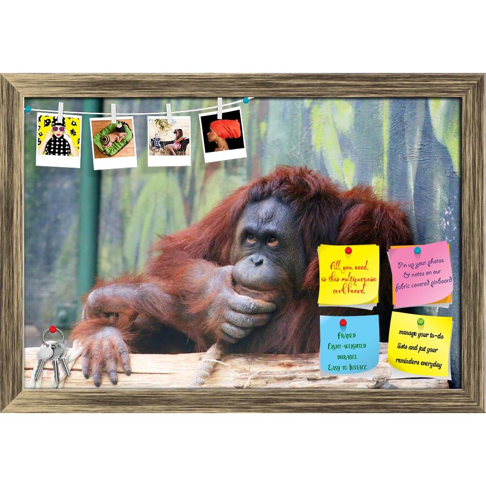 ArtzFolio Orangutan In Thinking Position Printed Bulletin Board Notice Pin Board Soft Board | Framed-Bulletin Boards Framed-AZSAO24851976BLB_FR_L-Image Code 5003110 Vishnu Image Folio Pvt Ltd, IC 5003110, ArtzFolio, Bulletin Boards Framed, Animals, Photography, orangutan, in, thinking, position, printed, bulletin, board, notice, pin, soft, framed, photo, pongo, pygmaeus, monkey, face, wild, animal, hairy, orange, primate, brown, nature, wildlife, orangutans, mother, portrait, nobody, orangutang, horizontal,