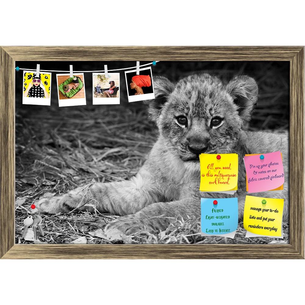 ArtzFolio Artistic Image Of A Cute Lion Cub Printed Bulletin Board Notice Pin Board Soft Board | Framed-Bulletin Boards Framed-AZSAO25234480BLB_FR_L-Image Code 5003170 Vishnu Image Folio Pvt Ltd, IC 5003170, ArtzFolio, Bulletin Boards Framed, Animals, Photography, artistic, image, of, a, cute, lion, cub, printed, bulletin, board, notice, pin, soft, framed, black, white, baby, south, luangwa, zambia, adorable, africa, animal, beautiful, big, carnivore, cat, close, closeup, conservation, cuddly, expression, e