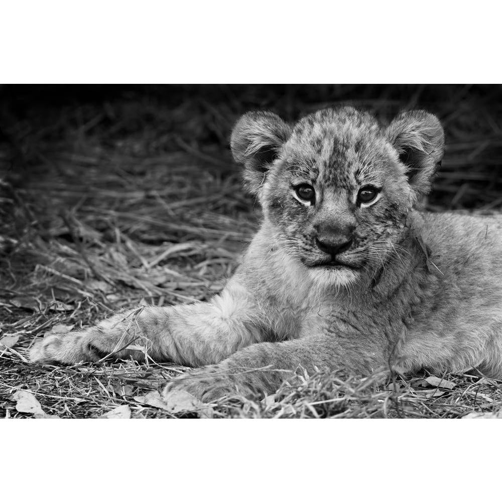 Artistic Image Of A Cute Lion Cub Canvas Painting Synthetic Frame-Paintings MDF Framing-AFF_FR-IC 5003170 IC 5003170, African, Animals, Baby, Black, Black and White, Children, Kids, Nature, Scenic, White, Wildlife, artistic, image, of, a, cute, lion, cub, canvas, painting, synthetic, frame, adorable, africa, animal, beautiful, big, carnivore, cat, close, closeup, conservation, cuddly, expression, eyes, feline, fur, furry, golden, kitten, leo, male, mammal, national, park, pose, predator, safari, savannah, s