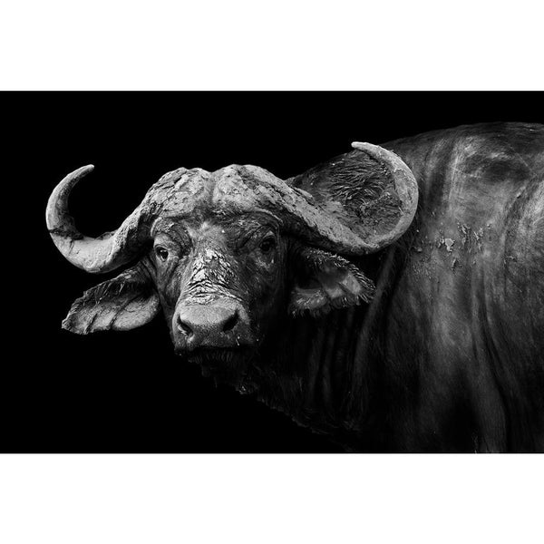 Wild African Buffalo Unframed Paper Poster-Paper Posters Unframed-POS_UN-IC 5003227 IC 5003227, African, Animals, Black, Black and White, Nature, Scenic, Sports, White, Wildlife, wild, buffalo, unframed, paper, wall, poster, africa, animal, and, conservation, facing, game, herd, large, looking, mammal, monochrome, national, park, reserve, safari, savanna, vacation, zambia, artzfolio, posters, wall posters, posters for room, posters for room decoration, office poster, door poster, baby poster, motivational p
