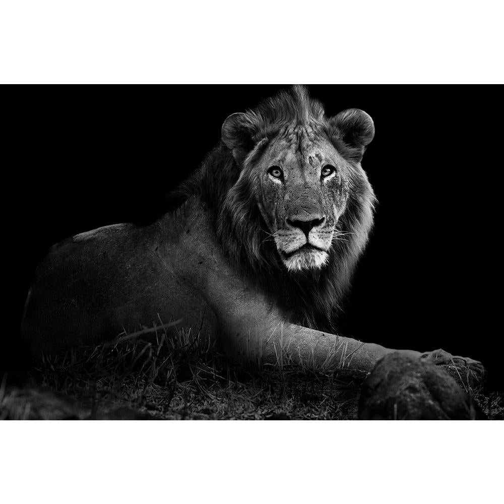 ArtzFolio Wild Lion Unframed Paper Poster-Paper Posters Unframed-AZART25853812POS_UN_L-Image Code 5003228 Vishnu Image Folio Pvt Ltd, IC 5003228, ArtzFolio, Paper Posters Unframed, Animals, Photography, wild, lion, unframed, paper, poster, wall, large, size, for, living, room, home, decoration, big, framed, decor, posters, pitaara, box, modern, art, with, frame, bedroom, amazonbasics, door, drawing, small, decorative, office, reception, multiple, friends, images, reprints, reprint, kids, bathroom, designer,