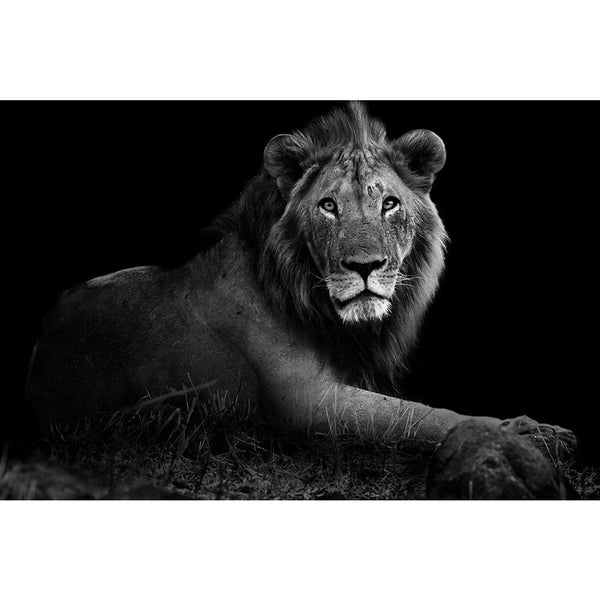 Wild Lion Unframed Paper Poster-Paper Posters Unframed-POS_UN-IC 5003228 IC 5003228, African, Animals, Family, Nature, Scenic, Wildlife, wild, lion, unframed, paper, wall, poster, africa, animal, beautiful, big, five, black, mane, buffalo, carnivore, cat, cub, dangerous, east, endangered, environment, feline, female, hunter, kenya, king, large, leader, majestic, mammal, masai, mara, national, park, natural, world, outdoors, pair, predator, pride, of, lions, safari, savanna, wilderness, artzfolio, posters, w