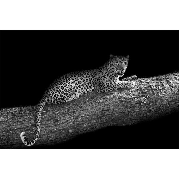 Leopard In A Tree Unframed Paper Poster-Paper Posters Unframed-POS_UN-IC 5003229 IC 5003229, African, Animals, Black, Black and White, Nature, Scenic, White, Wildlife, leopard, in, a, tree, unframed, paper, wall, poster, africa, animal, big, cat, and, mammal, monochrome, relaxed, resting, safari, wild, artzfolio, posters, wall posters, posters for room, posters for room decoration, office poster, door poster, baby poster, motivational posters, posters for room boys, quotes, poster for wall decoration, frien