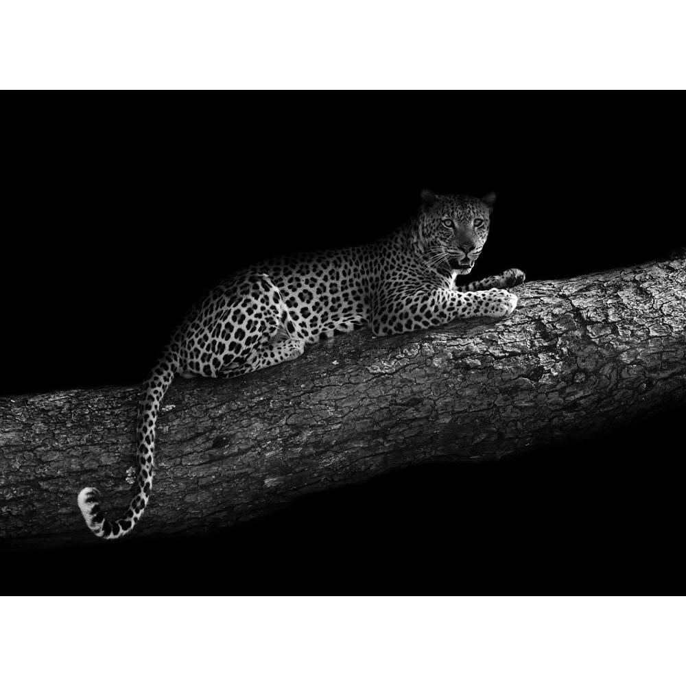 Pitaara Box Leopard In A Tree Peel & Stick Vinyl Wall Sticker-Laminated Wall Stickers-PBART25853815LAM_UN_L-Image Code 5003229 Vishnu Image Folio Pvt Ltd, IC 5003229, Pitaara Box, Laminated Wall Stickers, Animals, Photography, leopard, in, a, tree, peel, stick, vinyl, wall, sticker, black, white, image, artistic, edit, monochrome, africa, animal, big, cat, and, mammal, nature, relaxed, resting, safari, wild, wildlife, wall sticker for bedroom, large size wall decal, wall sticker for drawing room, living roo