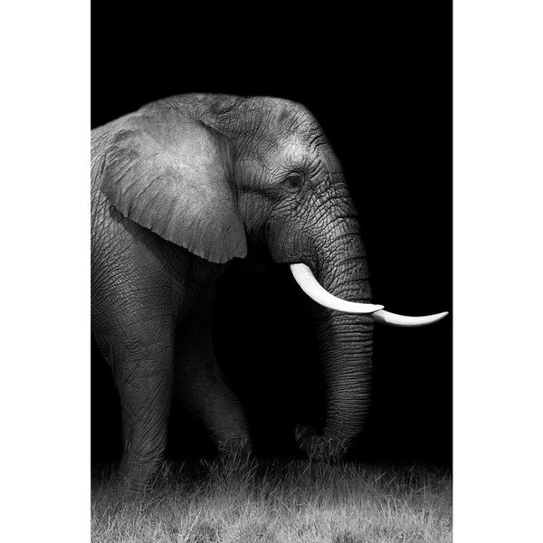 Wild African Elephant D2 Unframed Paper Poster-Paper Posters Unframed-POS_UN-IC 5003230 IC 5003230, African, Animals, Automobiles, Baby, Children, Kids, Nature, Scenic, Space, Transportation, Travel, Vehicles, Wildlife, wild, elephant, d2, unframed, paper, wall, poster, africa, animal, big, bush, conservation, endangered, herbivore, large, mammal, mother, park, refreshing, reserve, safari, small, south, strong, tourism, tourist, trunk, zambia, artzfolio, posters, wall posters, posters for room, posters for 