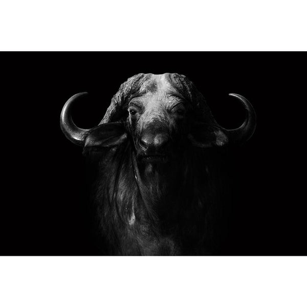 Wild African Cape Buffalo Unframed Paper Poster-Paper Posters Unframed-POS_UN-IC 5003231 IC 5003231, African, Animals, Black, Black and White, Nature, Scenic, Sports, White, Wildlife, wild, cape, buffalo, unframed, paper, wall, poster, africa, animal, and, conservation, facing, game, herd, large, looking, mammal, monochrome, national, park, reserve, safari, savanna, vacation, zambia, artzfolio, posters, wall posters, posters for room, posters for room decoration, office poster, door poster, baby poster, mot