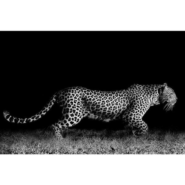 Wild African Leopard Unframed Paper Poster-Paper Posters Unframed-POS_UN-IC 5003233 IC 5003233, African, Animals, Black, Black and White, Individuals, Nature, Portraits, Scenic, White, Wildlife, wild, leopard, unframed, paper, wall, poster, africa, angry, animal, big, carnivore, cat, close, closeup, danger, dangerous, hunter, mammal, monochrome, outdoors, park, portrait, powerful, predator, safari, whiskers, wilderness, artzfolio, posters, wall posters, posters for room, posters for room decoration, office 