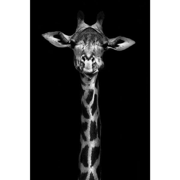 Thornycroft Giraffe Unframed Paper Poster-Paper Posters Unframed-POS_UN-IC 5003234 IC 5003234, African, Animals, Black, Black and White, Nature, Scenic, White, Wildlife, thornycroft, giraffe, unframed, paper, wall, poster, and, africa, animal, background, beautiful, cute, head, high, long, mammal, monochrome, safari, spots, tall, wild, zambia, artzfolio, posters, wall posters, posters for room, posters for room decoration, office poster, door poster, baby poster, motivational posters, posters for room boys,