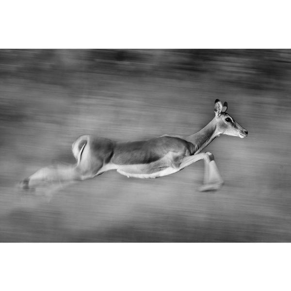 Image Of An Impala Unframed Paper Poster-Paper Posters Unframed-POS_UN-IC 5003235 IC 5003235, African, Animals, Black and White, Nature, Scenic, White, Wildlife, image, of, an, impala, unframed, paper, wall, poster, africa, animal, black, and, fast, mammal, monochrome, motion, blur, running, safari, speed, wild, zambia, artzfolio, posters, wall posters, posters for room, posters for room decoration, office poster, door poster, baby poster, motivational posters, posters for room boys, quotes, poster for wall
