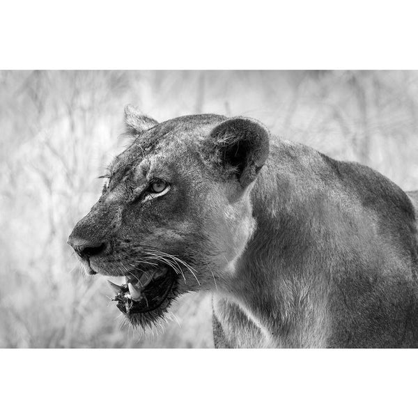 Image Of An African Lion Unframed Paper Poster-Paper Posters Unframed-POS_UN-IC 5003236 IC 5003236, African, Animals, Automobiles, Baby, Black, Black and White, Children, Kids, Nature, Scenic, Transportation, Travel, Vehicles, White, Wildlife, image, of, an, lion, unframed, paper, wall, poster, africa, animal, big, bush, carnivore, cat, conservation, elephant, endangered, herbivore, large, lioness, mammal, monochrome, mother, park, predator, refreshing, reserve, safari, small, south, strong, tourism, touris