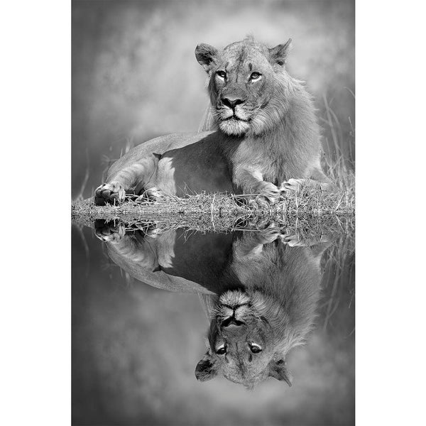 Lion D5 Unframed Paper Poster-Paper Posters Unframed-POS_UN-IC 5003237 IC 5003237, African, Animals, Automobiles, Baby, Black, Black and White, Children, Kids, Nature, Scenic, Transportation, Travel, Vehicles, White, Wildlife, lion, d5, unframed, paper, wall, poster, africa, animal, big, bush, conservation, endangered, hunter, large, mammal, mother, park, predator, refreshing, reserve, safari, small, south, stock, strong, tourism, tourist, trunk, wild, zambia, artzfolio, posters, wall posters, posters for r