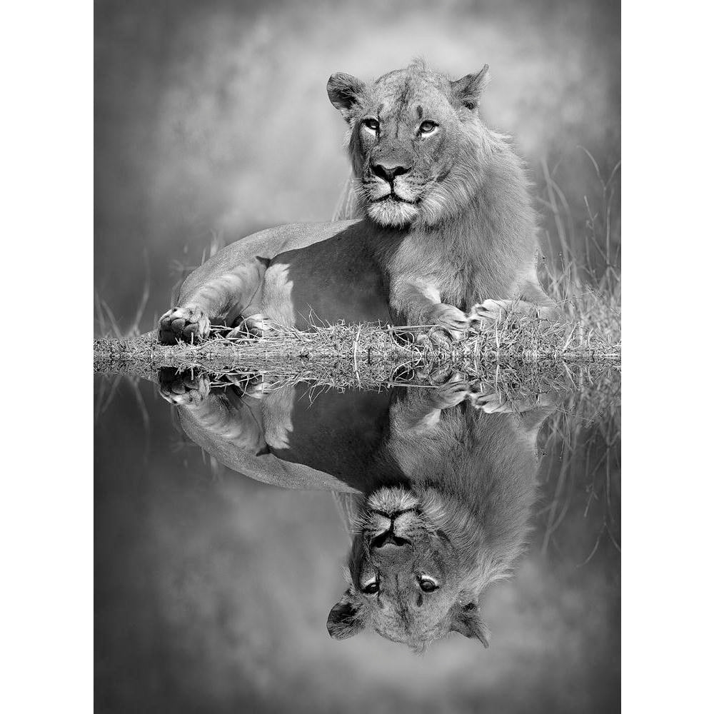 Lion Canvas Painting Synthetic Frame-Paintings MDF Framing-AFF_FR-IC 5003237 IC 5003237, African, Animals, Automobiles, Baby, Black, Black and White, Children, Kids, Nature, Scenic, Transportation, Travel, Vehicles, White, Wildlife, lion, canvas, painting, synthetic, frame, africa, animal, big, bush, conservation, endangered, hunter, large, mammal, mother, park, predator, refreshing, reserve, safari, small, south, stock, strong, tourism, tourist, trunk, wild, zambia, artzfolio, wall decor for living room, w
