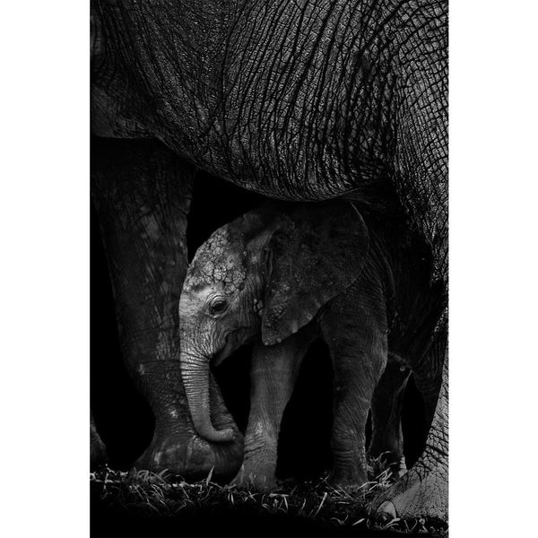 Baby Elephant Protected By It's Mother Unframed Paper Poster-Paper Posters Unframed-POS_UN-IC 5003238 IC 5003238, African, Animals, Automobiles, Baby, Children, Kids, Nature, Scenic, Transportation, Travel, Vehicles, Wildlife, elephant, protected, by, it's, mother, unframed, paper, wall, poster, africa, animal, big, bush, conservation, endangered, herbivore, large, mammal, park, refreshing, reserve, safari, small, south, strong, tourism, tourist, trunk, wild, zambia, artzfolio, posters, wall posters, poster