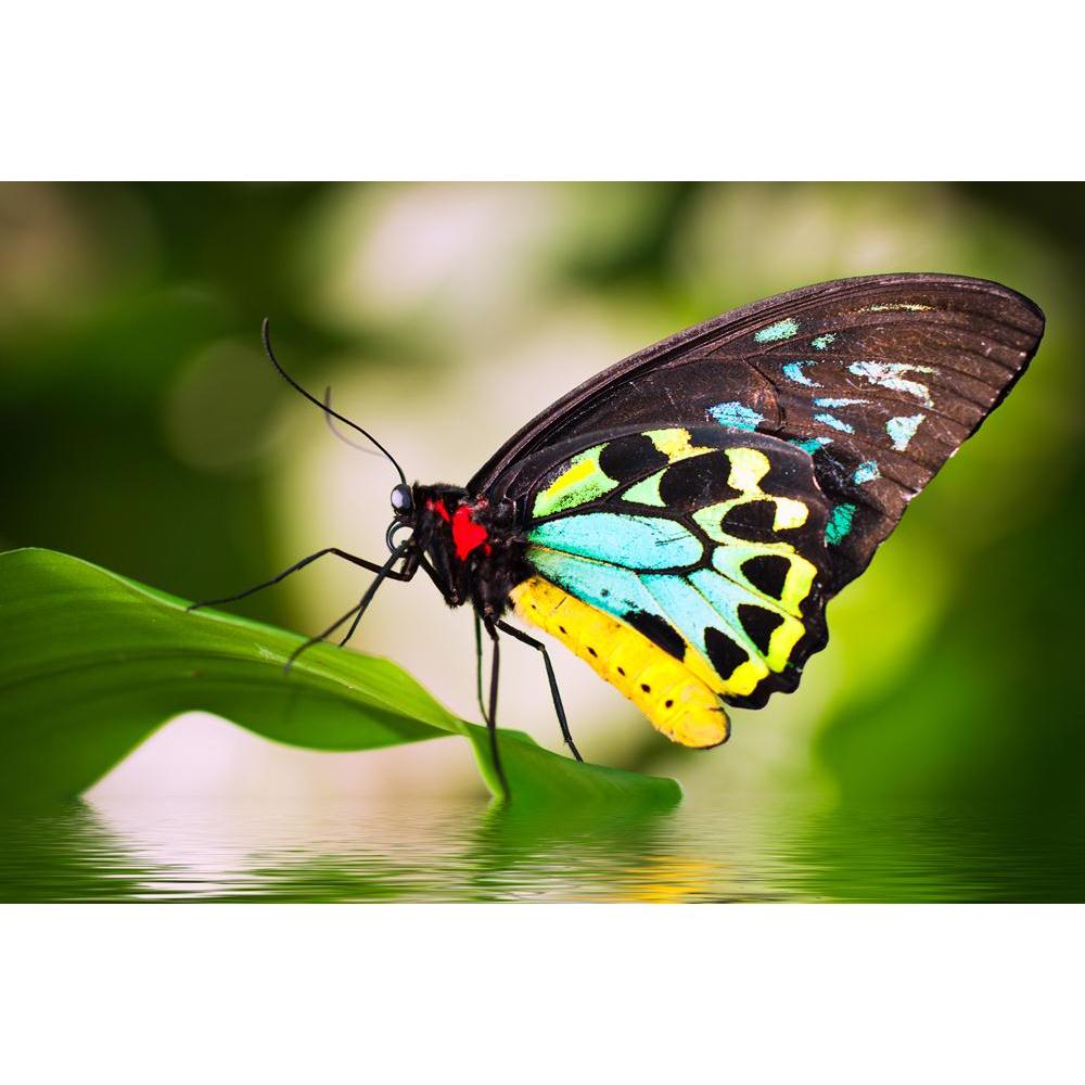 Butterfly On A Leaf Canvas Painting Synthetic Frame-Paintings MDF Framing-AFF_FR-IC 5003327 IC 5003327, Animals, Birds, Nature, Patterns, Scenic, Seasons, Signs, Signs and Symbols, Tropical, butterfly, on, a, leaf, canvas, painting, synthetic, frame, butterflies, colorful, animal, australia, australian, beautiful, beauty, bird, blue, bright, cairns, close, color, colour, design, detail, environment, garden, green, insect, light, natural, outdoors, pattern, queensland, red, reflection, resting, season, singl