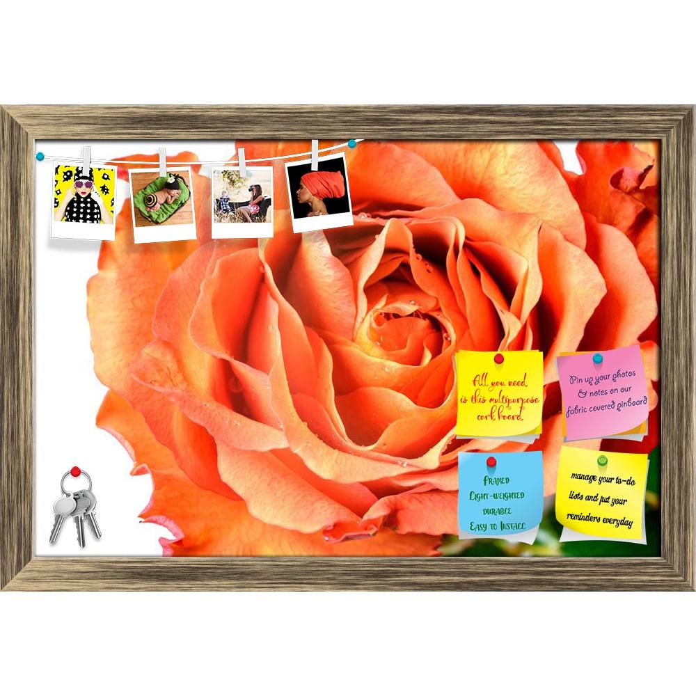 ArtzFolio Orange Rose Petals Printed Bulletin Board Notice Pin Board Soft Board | Framed-Bulletin Boards Framed-AZSAO26945189BLB_FR_L-Image Code 5003335 Vishnu Image Folio Pvt Ltd, IC 5003335, ArtzFolio, Bulletin Boards Framed, Floral, Photography, orange, rose, petals, printed, bulletin, board, notice, pin, soft, framed, close, closeup, pink, petal, wet, bud, rosa, white, passion, red, day, aroma, anniversary, flower, leaf, holiday, bright, symbol, celebration, summer, blossom, bloom, open, gift, fragility