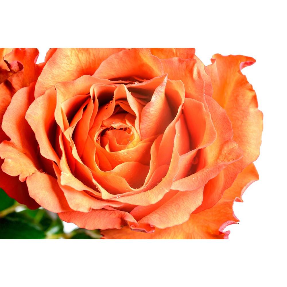 ArtzFolio Orange Rose Petals Unframed Paper Poster-Paper Posters Unframed-AZART26945189POS_UN_L-Image Code 5003335 Vishnu Image Folio Pvt Ltd, IC 5003335, ArtzFolio, Paper Posters Unframed, Floral, Photography, orange, rose, petals, unframed, paper, poster, wall, large, size, for, living, room, home, decoration, big, framed, decor, posters, pitaara, box, modern, art, with, frame, bedroom, amazonbasics, door, drawing, small, decorative, office, reception, multiple, friends, images, reprints, reprint, kids, b