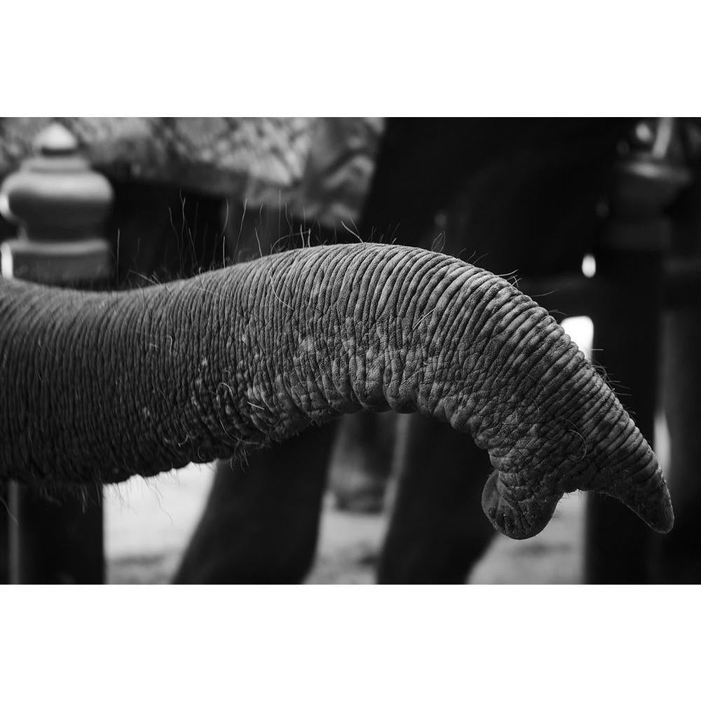 ArtzFolio Asian Elephant In Black & White Unframed Paper Poster-Paper Posters Unframed-AZART27835692POS_UN_L-Image Code 5003428 Vishnu Image Folio Pvt Ltd, IC 5003428, ArtzFolio, Paper Posters Unframed, Animals, Photography, asian, elephant, in, black, white, unframed, paper, poster, wall, large, size, for, living, room, home, decoration, big, framed, decor, posters, pitaara, box, modern, art, with, frame, bedroom, amazonbasics, door, drawing, small, decorative, office, reception, multiple, friends, images,