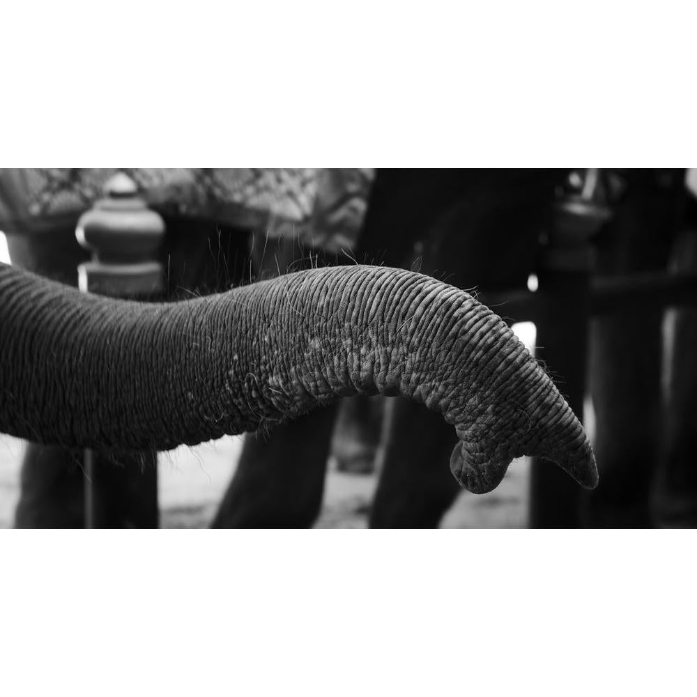 Asian Elephant In Black & White Canvas Painting Synthetic Frame-Paintings MDF Framing-AFF_FR-IC 5003428 IC 5003428, African, Animals, Art and Paintings, Asian, Baby, Black, Black and White, Children, Kids, Nature, Scenic, White, Wildlife, elephant, in, canvas, painting, synthetic, frame, africa, animal, art, artistic, background, calf, dust, elephants, head, huge, image, isolated, little, loxodonta, mammal, monochrome, moody, namibia, national, nobody, one, outdoor, park, photograph, running, small, trunk, 