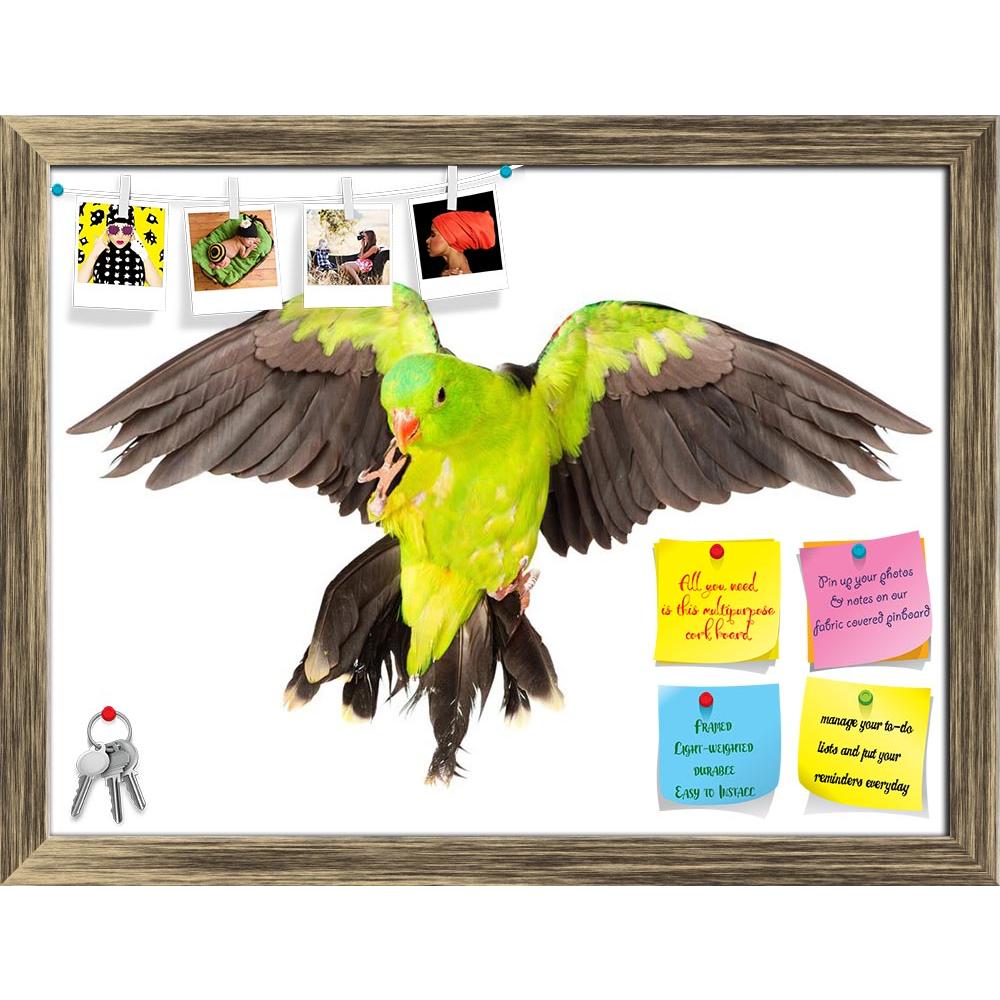 ArtzFolio Red Winged Parrot Printed Bulletin Board Notice Pin Board Soft Board | Framed-Bulletin Boards Framed-AZSAO28300319BLB_FR_L-Image Code 5003477 Vishnu Image Folio Pvt Ltd, IC 5003477, ArtzFolio, Bulletin Boards Framed, Birds, Photography, red, winged, parrot, printed, bulletin, board, notice, pin, soft, framed, red-winged, aprosmictus, erythropterus, isolated, white, background, alone, animal, australia, australian, beak, bird, bright, color, colorful, colourful, cute, domestic, exotic, feather, fea