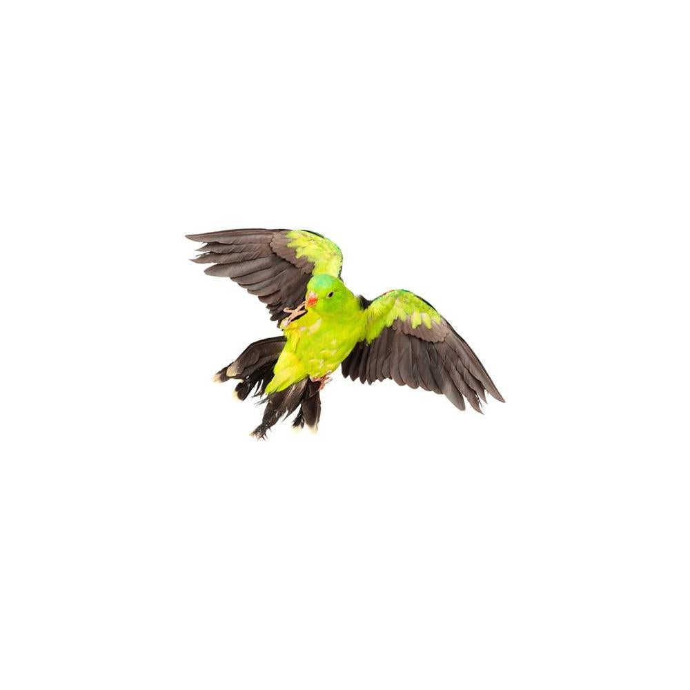 ArtzFolio Red Winged Parrot Unframed Paper Poster-Paper Posters Unframed-AZART28300319POS_UN_L-Image Code 5003477 Vishnu Image Folio Pvt Ltd, IC 5003477, ArtzFolio, Paper Posters Unframed, Birds, Photography, red, winged, parrot, unframed, paper, poster, wall, large, size, for, living, room, home, decoration, big, framed, decor, posters, pitaara, box, modern, art, with, frame, bedroom, amazonbasics, door, drawing, small, decorative, office, reception, multiple, friends, images, reprints, reprint, kids, bath