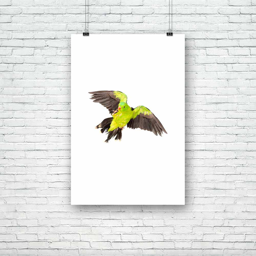 Red Winged Parrot Unframed Paper Poster-Paper Posters Unframed-POS_UN-IC 5003477 IC 5003477, Animals, Birds, Black and White, Individuals, Nature, Pets, Portraits, Scenic, Tropical, White, Wildlife, red, winged, parrot, unframed, paper, poster, alone, animal, australia, australian, background, beak, bird, bright, color, colorful, colourful, cute, domestic, exotic, feather, feathered, flight, fly, flying, front, green, isolated, natural, nobody, one, open, pet, portrait, pretty, small, spread, studio, verteb