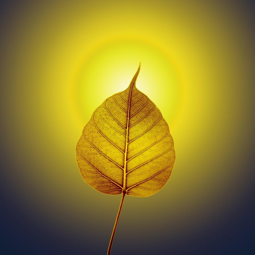 Gold Pho Or Bodhi Leaf With Halo Background Canvas Painting Synthetic Frame-Paintings MDF Framing-AFF_FR-IC 5003485 IC 5003485, Ancient, Art and Paintings, Buddhism, God Buddha, Hinduism, Historical, Medieval, Patterns, Religion, Religious, Signs and Symbols, Space, Spiritual, Symbols, Vintage, gold, pho, or, bodhi, leaf, with, halo, background, canvas, painting, synthetic, frame, admiration, art, autumn, belief, bodhgaya, bright, buddha, buddhist, copyspace, decorate, energy, faith, gaya, glow, golden, hin
