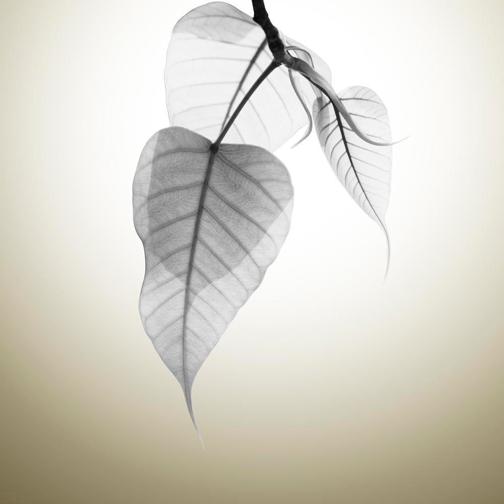 Pitaara Box Bodhi Leaves Budding Under Sunlight Canvas Painting Synthetic Frame-Paintings MDF Framing-PBART28406193AFF_FR_L-Image Code 5003486 Vishnu Image Folio Pvt Ltd, IC 5003486, Pitaara Box, Paintings MDF Framing, Floral, Digital Art, bodhi, leaves, budding, under, sunlight, canvas, painting, synthetic, frame, abstract, art, autumn, background, b&w, black, and, white, bodhgaya, branch, bright, buddha, buddhist, copyspace, decor, decorate, flora, foliage, forest, fresh, garden, gaya, grow, growth, hindu