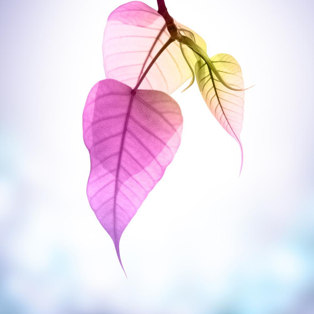 Pink Pho Or Bodhi Leaves Buds Under Sunlight Canvas Painting Synthetic Frame-Paintings MDF Framing-AFF_FR-IC 5003487 IC 5003487, Abstract Expressionism, Abstracts, Art and Paintings, Black and White, Botanical, Buddhism, Floral, Flowers, God Buddha, Hinduism, Nature, Parents, Religion, Religious, Scenic, Semi Abstract, Signs and Symbols, Space, Symbols, White, pink, pho, or, bodhi, leaves, buds, under, sunlight, canvas, painting, synthetic, frame, abstract, art, autumn, background, bodhgaya, branch, bright,