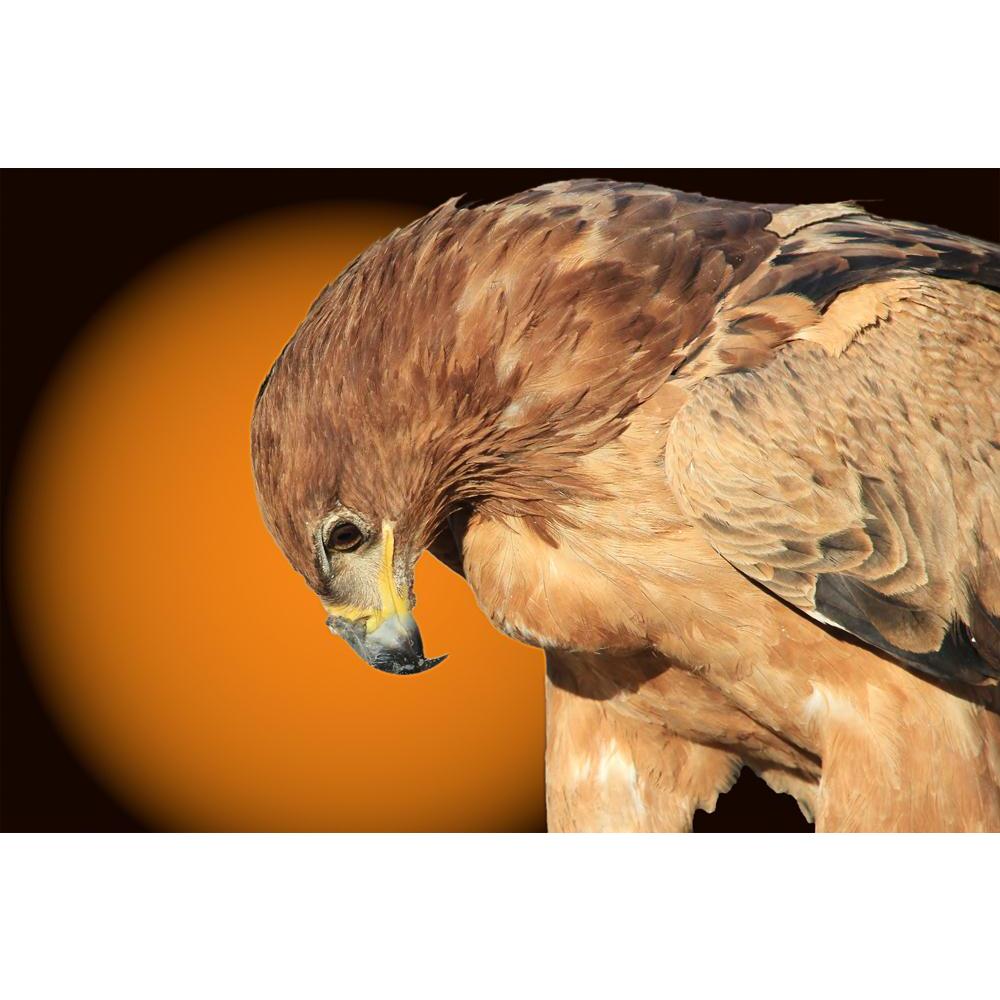Tawny Eagle Wildlife Background From Africa Canvas Painting Synthetic Frame-Paintings MDF Framing-AFF_FR-IC 5003492 IC 5003492, African, Black, Black and White, Inspirational, Motivation, Motivational, Nature, Scenic, Signs and Symbols, Sunsets, Symbols, White, Wildlife, tawny, eagle, background, from, africa, canvas, painting, synthetic, frame, avian, backdrop, beak, beautiful, beware, bow, brown, classic, color, colorful, danger, decorate, enhanced, eyes, fantastic, feathers, features, focus, free, freedo