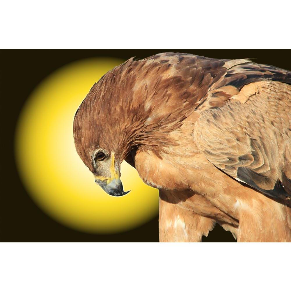 Tawny Eagle Wildlife Background From Africa Canvas Painting Synthetic Frame-Paintings MDF Framing-AFF_FR-IC 5003493 IC 5003493, African, Black, Black and White, Inspirational, Motivation, Motivational, Nature, Scenic, Signs and Symbols, Sunsets, Symbols, White, Wildlife, tawny, eagle, background, from, africa, canvas, painting, synthetic, frame, avian, backdrop, beak, beautiful, beware, bow, brown, classic, color, colorful, danger, decorate, enhanced, eyes, fantastic, feathers, features, focus, free, freedo
