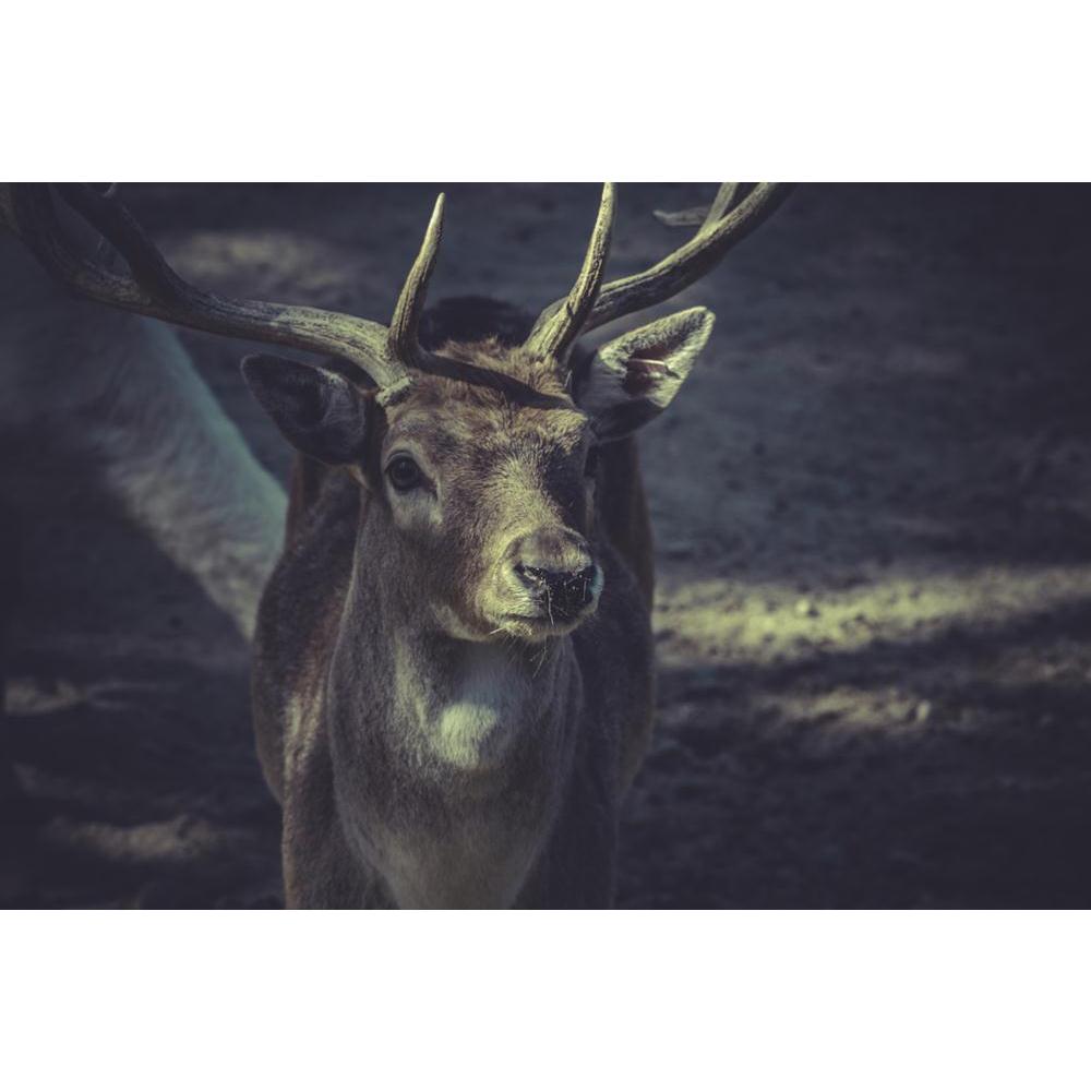 Deer With Horns Canvas Painting Synthetic Frame-Paintings MDF Framing-AFF_FR-IC 5003553 IC 5003553, Animals, Birds, God Ram, Mountains, Nature, Scenic, Spanish, Wildlife, deer, with, horns, canvas, painting, synthetic, frame, animal, bighorn, fauna, goat, highland, horn, horned, ibex, mammal, mountain, national, ram, rock, rocky, sheep, spain, taurus, wild, wilderness, artzfolio, wall decor for living room, wall frames for living room, frames for living room, wall art, canvas painting, wall frame, scenery, 