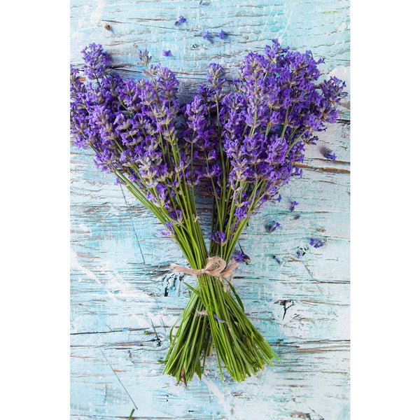Lavender Blossoms Unframed Paper Poster-Paper Posters Unframed-POS_UN-IC 5003608 IC 5003608, Botanical, Floral, Flowers, Nature, Patterns, Retro, Scenic, Space, Wooden, lavender, blossoms, unframed, paper, wall, poster, aroma, background, blank, blue, board, border, bouquet, bunch, closeup, cut, decoration, dried, flower, fresh, gardening, green, herb, herbal, coloured, leaves, light, lilac, medicine, natural, old, pattern, plant, purple, rustic, scented, smell, spa, spring, summer, table, texture, top, tre