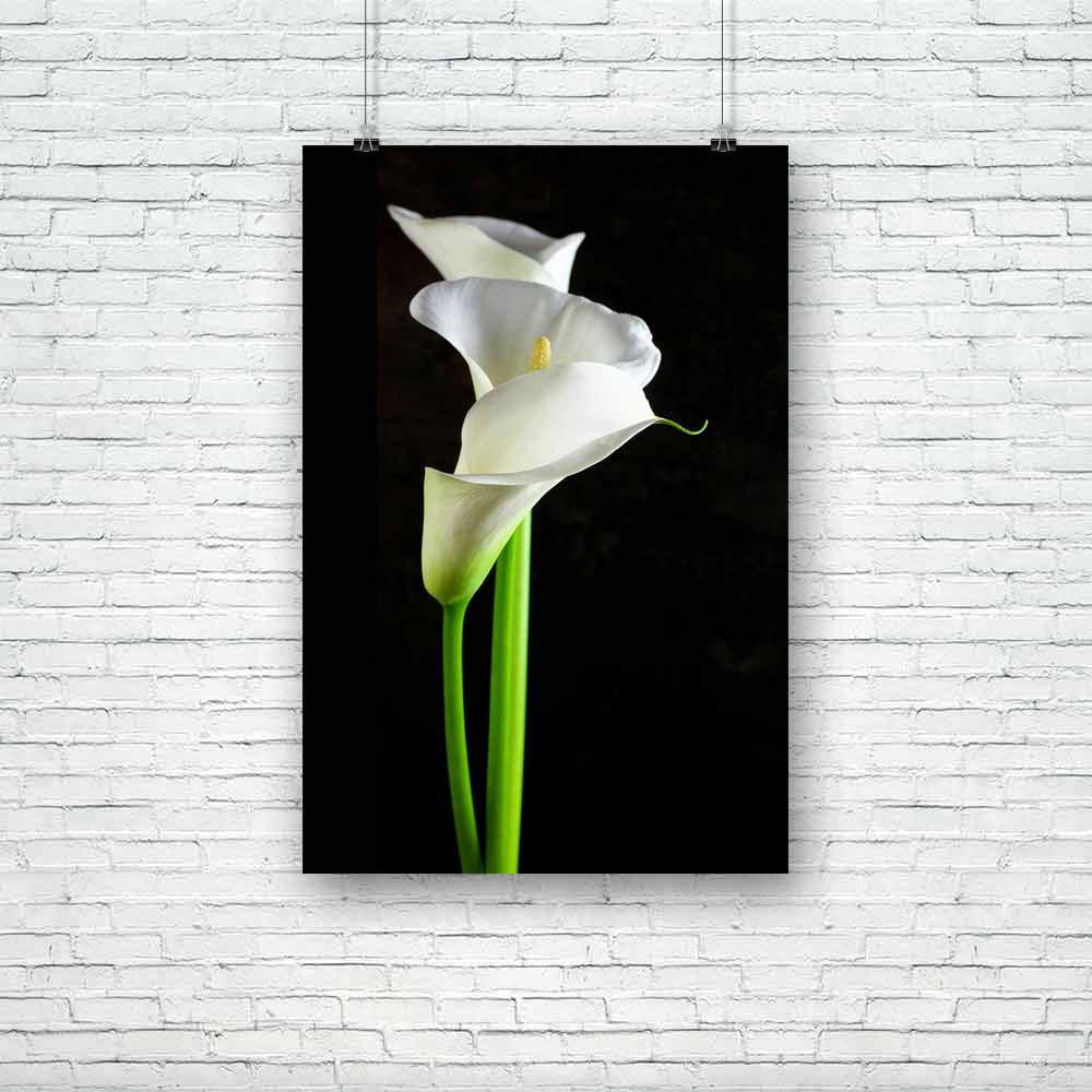 Bouquet Of Calla Lilies Unframed Paper Poster-Paper Posters Unframed-POS_UN-IC 5003645 IC 5003645, Black, Black and White, Botanical, Floral, Flowers, Love, Nature, Romance, Scenic, Space, White, bouquet, of, calla, lilies, unframed, paper, poster, lily, background, bloom, blossom, botany, copy, elegance, elegant, flora, flower, fragile, fragility, freshness, grace, head, innocence, lilly, nobody, petal, plant, pure, purity, stem, three, vertical, zantedeschia, artzfolio, posters, wall posters, posters for 