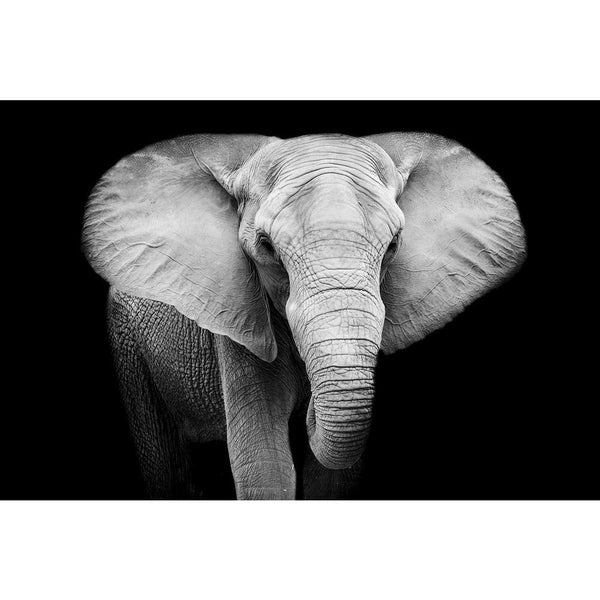 Elephant D8 Unframed Paper Poster-Paper Posters Unframed-POS_UN-IC 5003652 IC 5003652, African, Animals, Black, Black and White, Individuals, Nature, Portraits, Scenic, Wildlife, elephant, d8, unframed, paper, wall, poster, elephants, head, aged, animal, big, brown, close, closeup, danger, detail, ear, endangered, eye, face, feed, female, hide, jungle, large, look, old, one, portrait, powerful, profile, skin, skinned, slow, species, strong, texture, thick, threatened, tough, trunk, tusk, up, wild, wise, wri