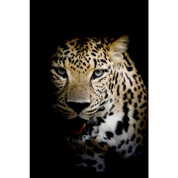 Close Up Leopard Portrait Unframed Paper Poster-Paper Posters Unframed-POS_UN-IC 5003707 IC 5003707, African, Animals, Art and Paintings, Black, Black and White, Individuals, Nature, Portraits, Scenic, White, Wildlife, close, up, leopard, portrait, unframed, paper, wall, poster, africa, animal, art, artistic, big, bush, carnivore, cat, closeup, dangerous, display, ferocious, fierce, head, image, lick, monochrome, mouth, national, one, open, outdoors, panthera, park, predator, profile, side, teeth, toned, to