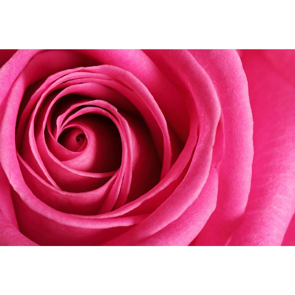 ArtzFolio Flower D3 Unframed Paper Poster-Paper Posters Unframed-AZART30630514POS_UN_L-Image Code 5003719 Vishnu Image Folio Pvt Ltd, IC 5003719, ArtzFolio, Paper Posters Unframed, Floral, Photography, flower, d3, unframed, paper, poster, wall, large, size, for, living, room, home, decoration, big, framed, decor, posters, pitaara, box, modern, art, with, frame, bedroom, amazonbasics, door, drawing, small, decorative, office, reception, multiple, friends, images, reprints, reprint, kids, bathroom, designer, 