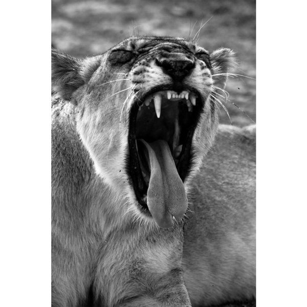 Wild African Lion D1 Unframed Paper Poster-Paper Posters Unframed-POS_UN-IC 5003731 IC 5003731, African, Animals, Family, Nature, Scenic, Wildlife, wild, lion, d1, unframed, paper, wall, poster, africa, animal, beautiful, big, five, carnivore, cat, dangerous, east, endangered, feline, female, hunter, king, large, mammal, national, park, outdoors, predator, roar, safari, savanna, wilderness, artzfolio, posters, wall posters, posters for room, posters for room decoration, office poster, door poster, baby post